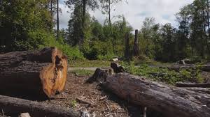 Best Tree Preservation Services  in Farm Loop, AK