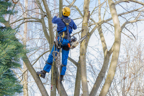 Best Emergency Tree Removal  in Farm Loop, AK