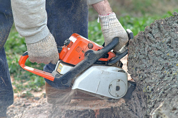 Leaf Removal in Farm Loop, AK