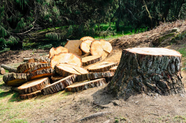 Best Tree Maintenance Programs  in Farm Loop, AK